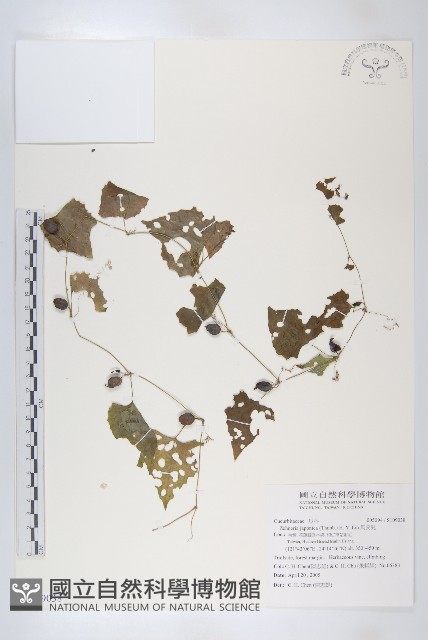 馬交兒藏品圖，第1張