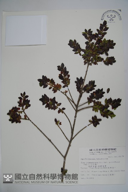 雲南冬青藏品圖，第1張