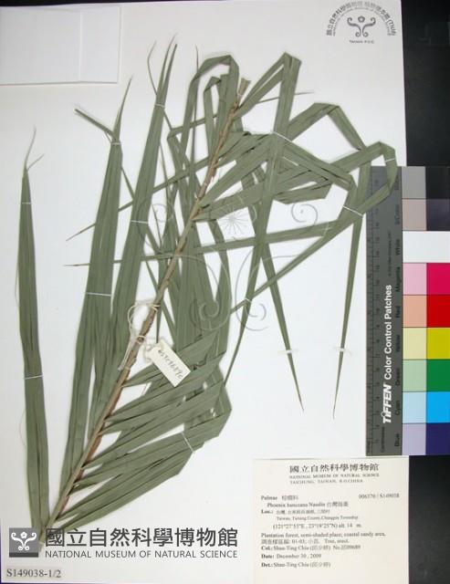 台灣海棗藏品圖，第1張