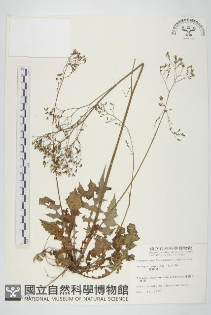 黃鵪菜藏品圖，第1張