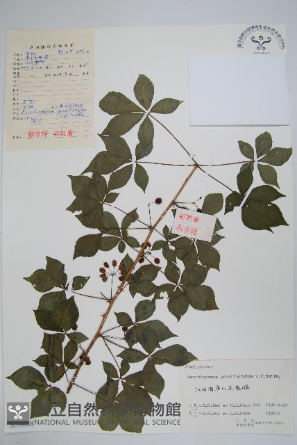 五加藏品圖，第1張