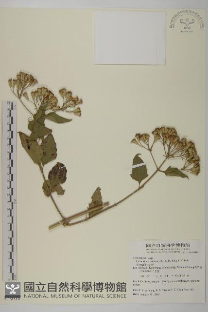 香澤蘭、飛機草藏品圖，第1張