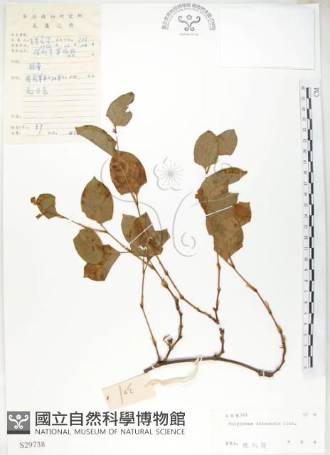 登錄號:S029738藏品圖，第1張