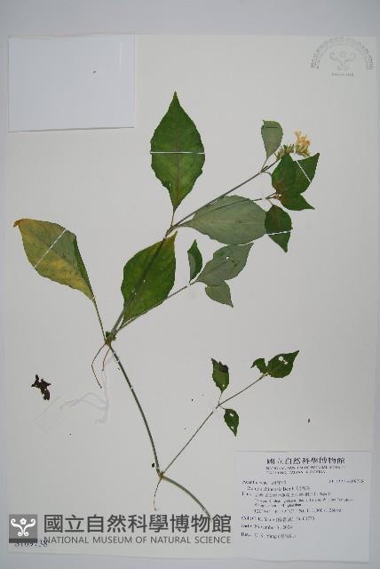 明萼草藏品圖，第1張