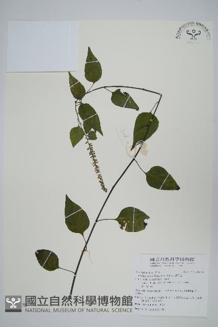 漿果莧藏品圖，第1張
