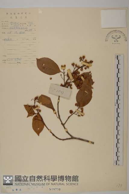 柄序南蛇藤藏品圖，第1張