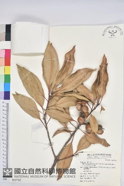 阿里山三斗石櫟藏品圖，第1張