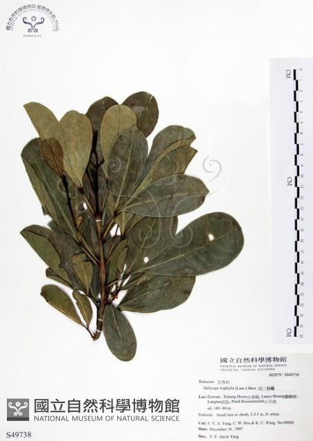 假三腳虌藏品圖，第1張