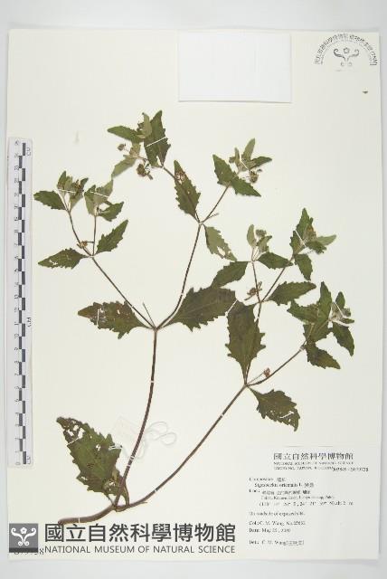 豨薟藏品圖，第1張