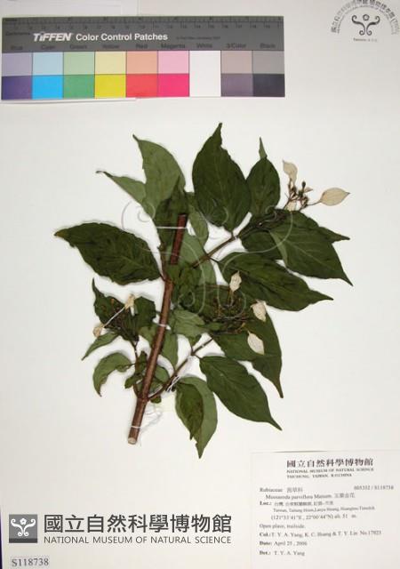 玉葉金花藏品圖，第1張