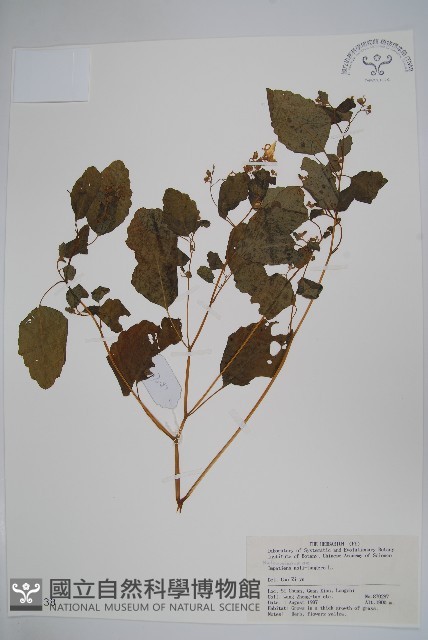 水金鳳藏品圖，第1張