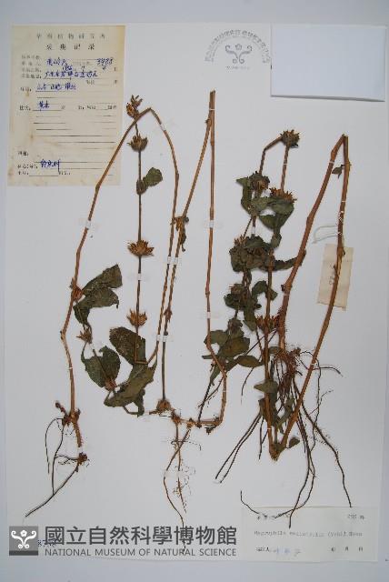 柳葉水蓑衣藏品圖，第1張