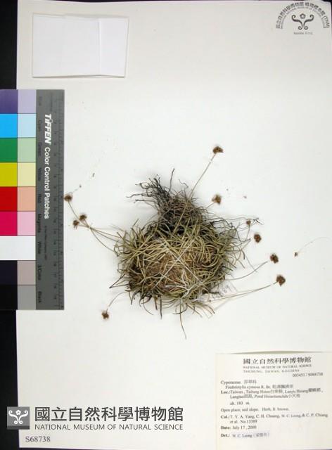 乾溝飄拂草藏品圖，第1張