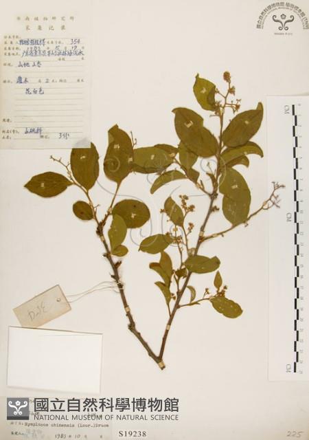 灰木藏品圖，第1張