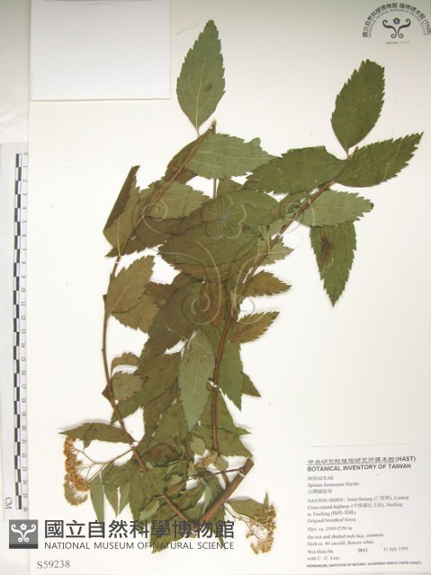 臺灣繡線菊藏品圖，第1張
