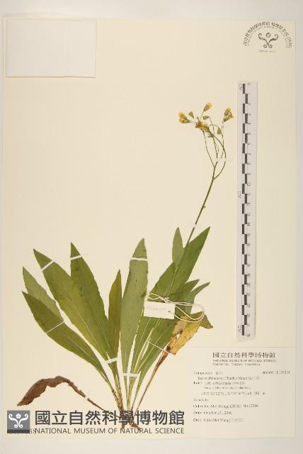 兔仔菜藏品圖，第1張