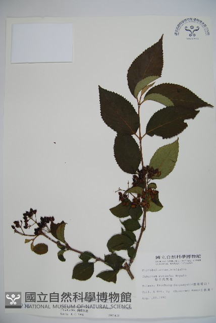 蝴蝶莢迷藏品圖，第1張