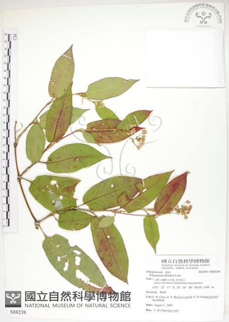 火炭母草、清飯藤藏品圖，第1張