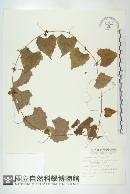 黑果馬交兒藏品圖，第1張
