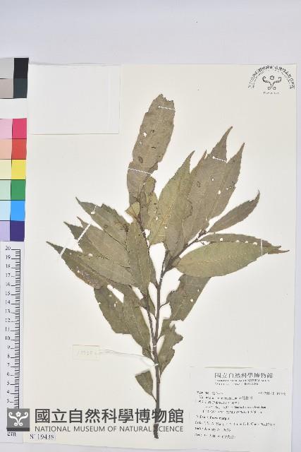 桂林栲藏品圖，第1張