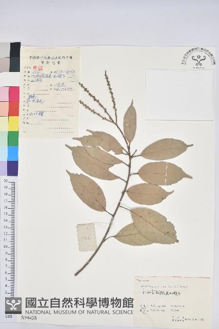 子彈石櫟藏品圖，第1張