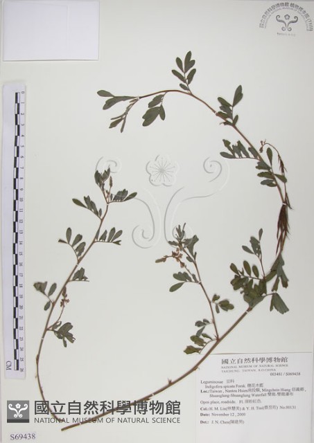 穗花木藍藏品圖，第1張