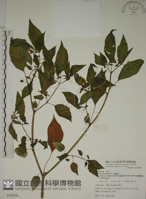 燈籠草藏品圖，第1張