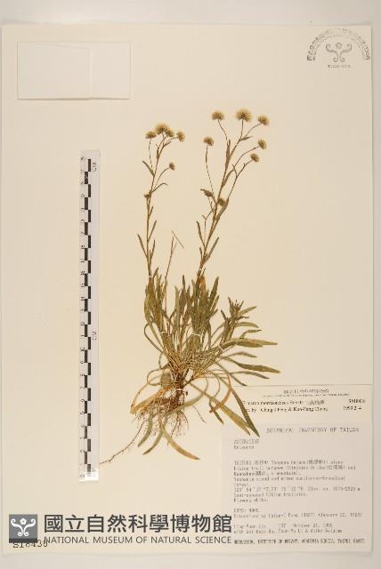 玉山飛蓬藏品圖，第1張