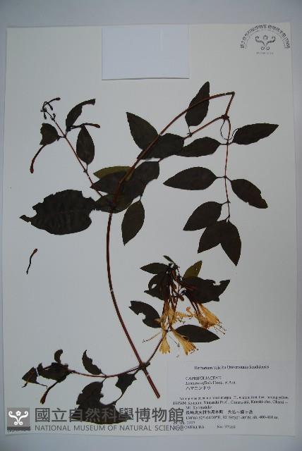 登錄號:S058438藏品圖，第1張