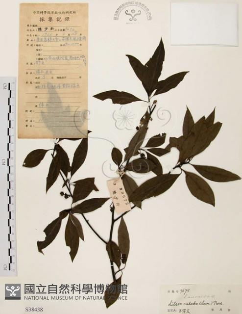 山胡椒藏品圖，第1張