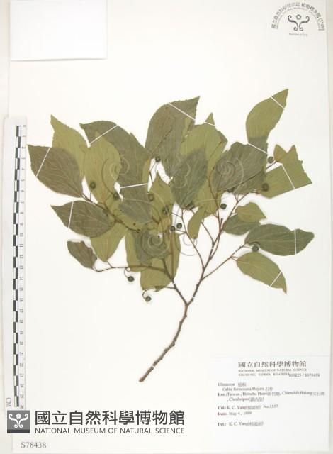 石朴藏品圖，第1張