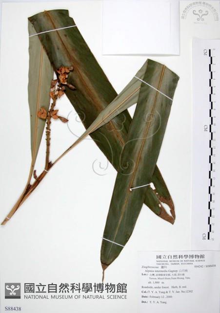 山月桃藏品圖，第1張