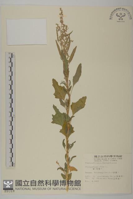 珠砂根藏品圖，第1張