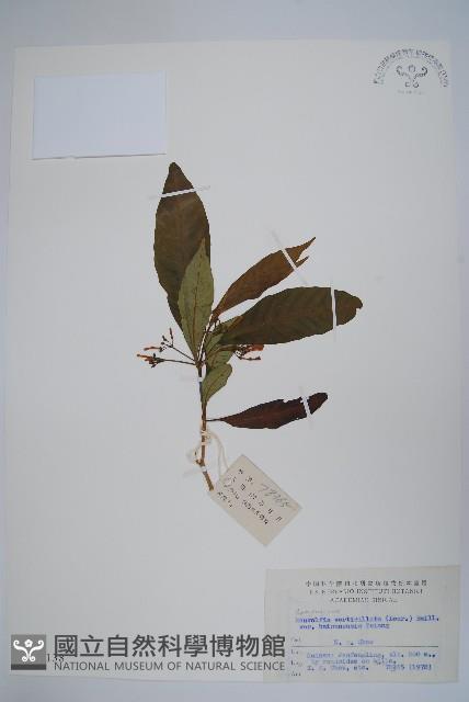 海南蘿芙木藏品圖，第1張