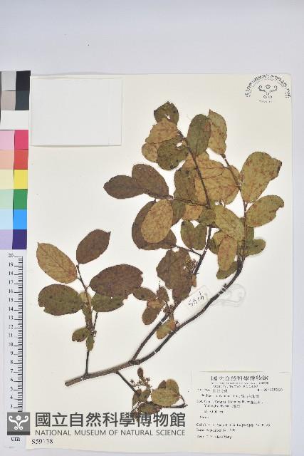 高山白珠樹藏品圖，第1張