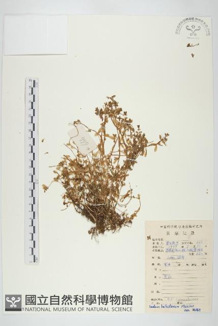 珠芽佛甲草藏品圖，第1張