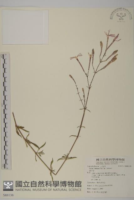 蠅子草藏品圖，第1張