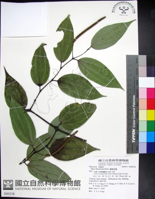 蘭嶼風藤藏品圖，第1張