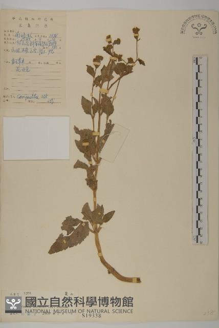 下田菊藏品圖，第1張