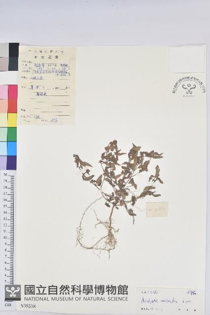 鐵莧菜藏品圖，第1張