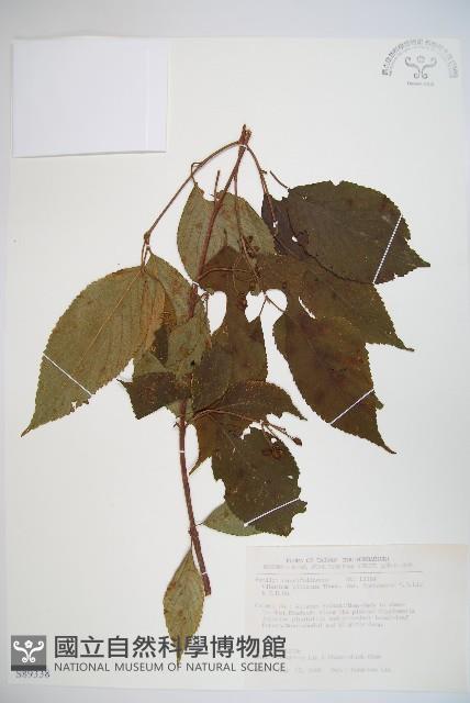 臺灣蝴蝶戲珠花、臺灣蝴蝶花藏品圖，第1張