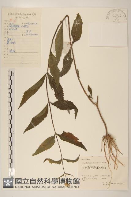 佩蘭、澤蘭藏品圖，第1張