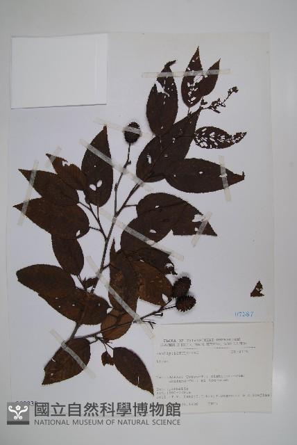 登錄號:S080838藏品圖，第1張