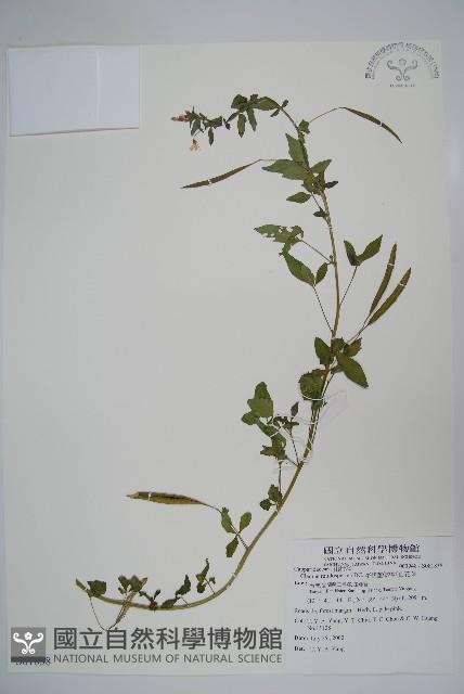 平伏莖白花菜、成功白花菜藏品圖，第1張