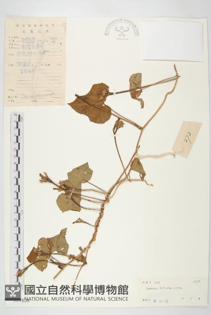 紅花野牽牛藏品圖，第1張