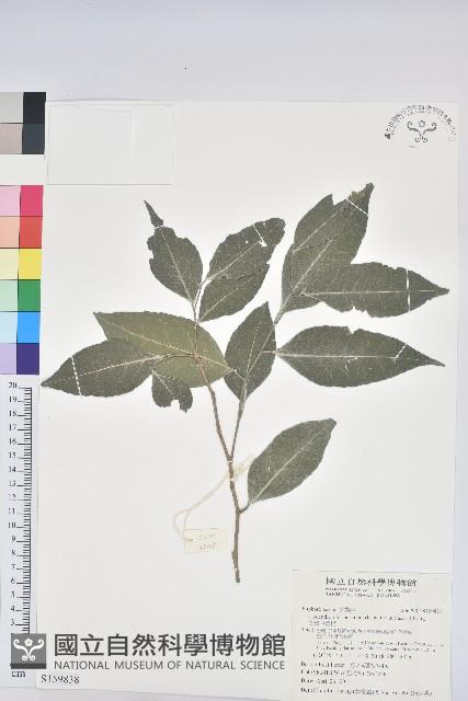 臺灣假黃楊藏品圖，第1張