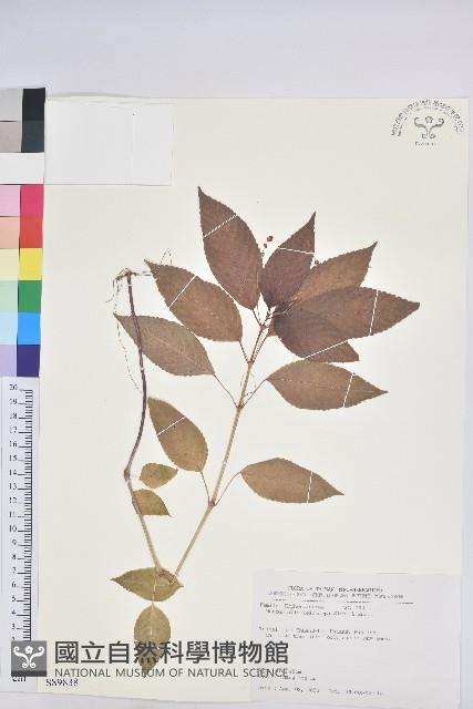 山靛藏品圖，第1張