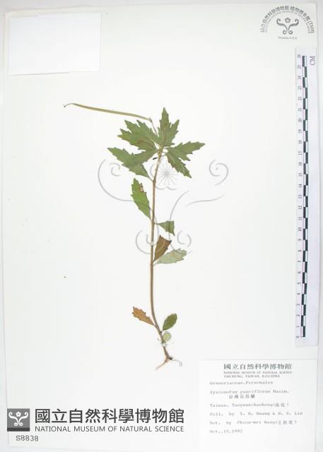 石吊蘭、吊石苣苔藏品圖，第1張