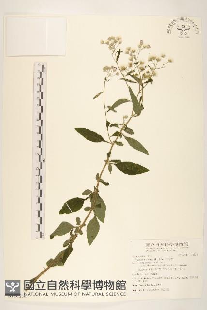 一枝香藏品圖，第1張