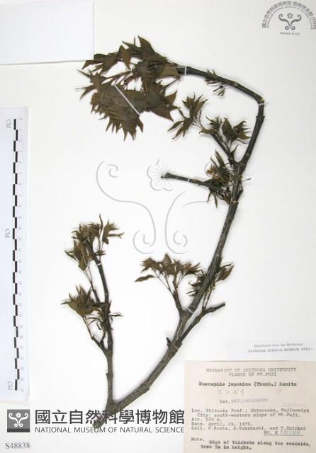 Japanese euscaphis Collection Image